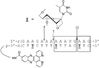 Graphical abstract: Oxetane modified antisense oligonucleotides promote RNase H cleavage of the complementary RNA strand in the hybrid duplex as efficiently as the native, and offer improved endonuclease resistance