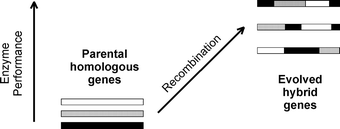 Graphical abstract: Combinatorial approaches to engineering hybrid enzymes