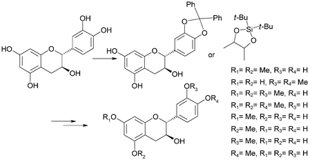 Graphical abstract: An efficient synthesis of the four mono methylated isomers of (+)-catechin including the major metabolites and of some dimethylated and trimethylated analogues through selective protection of the catechol ring