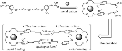 Graphical abstract: A novel molecular assembly mode of ferulic acid derivatives