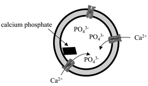 Graphical abstract: Ion-carrier controlled precipitation of calcium phosphate in giant ABA triblock copolymer vesicles