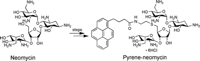 Graphical abstract: Pyrene–neomycin conjugate: dual recognition of a DNA triple helix