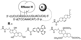 Graphical abstract: The RNase H affinity and cleavage of the target RNA in the antisense–RNA hybrid duplexes containing various 3′-tethered substituents in the antisense strand