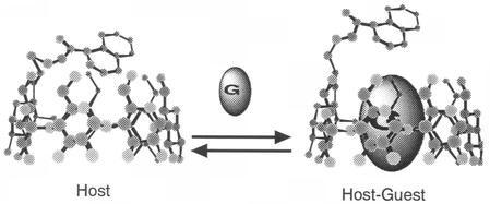 Graphical abstract: Fluorescent behaviour in host–guest interactions. Part 3. Fluorescent sensing for organic guests using three types of amino-β-cyclodextrins