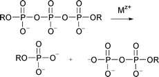 Graphical abstract: Metal ion-promoted cleavage of mRNA 5′-cap models: hydrolysis of the triphosphate bridge and reactions of the N7-methylguanine base