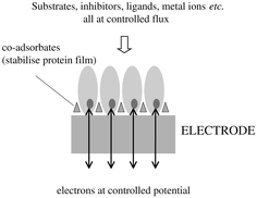 Graphical abstract: Insights from protein film voltammetry into mechanisms of complex biological electron-transfer reactions