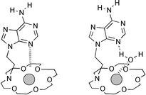 Graphical abstract: Inner- and outer-sphere binding of the minor groove site of adenine by alkali metal ions