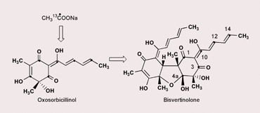 Graphical abstract: The biosynthesis of bisvertinolone: evidence for oxosorbicillinol as a direct precursor