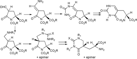 Graphical abstract: Use of a modified ring-switching strategy to synthesise the glutamate antagonist (2S)-2-amino-3-(2,4-dioxo-1,2,3,4-tetrahydropyrimidin-5-yl)propionate and related compounds with two chiral centres1