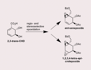 Graphical abstract: Cyclohexadiene-trans-diols as versatile starting material in natural product synthesis: short and efficient synthesis of iso-crotepoxide and ent-senepoxide