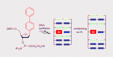 Graphical abstract: Local disruption of DNA-base stacking by bulky base surrogates