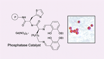 Graphical abstract: Discovery of a novel synthetic phosphatase from a bead-bound combinatorial library