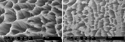 Graphical abstract: Effect of colloid characteristics on the fabrication of ZnO nanowire arrays by electrophoretic deposition