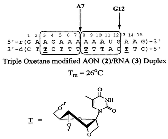 Graphical abstract: Kinetic analysis of the RNA cleavage of the conformationally-constrained oxetane-modified antisense-RNA hybrid duplex by RNase H