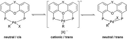 Graphical abstract: The coordination behaviour of large natural bite angle diphosphine ligands towards methyl and 4-cyanophenylpalladium(ii) complexes