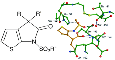 Graphical abstract: 5,5-Fused thiophene γ-lactams as templates for serine protease inhibition