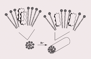 Graphical abstract: Effect of surfactant phase transition on the inclusion behaviour of an amphiphilised porphyrin derivative