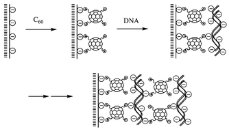 Graphical abstract: Photo-induced DNA cleavage in self-assembly multilayer films