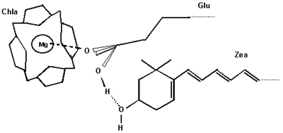 Graphical abstract: Topology and photoprotective role of carotenoids in photosystem II of chloroplast: a hypothesis