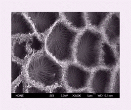 Graphical abstract: Self-networking of carbon nanotubes