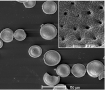 Graphical abstract: Zeolitization of diatomite to prepare hierarchical porous zeolite materials through a vapor-phase transport process