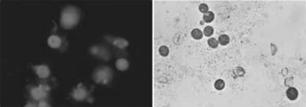 Graphical abstract: Photosensitization of Colpoda inflata cysts by meso-substituted cationic porphyrins