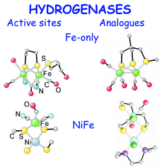 Graphical abstract: Chemistry and the hydrogenases