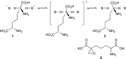 Graphical abstract: Synthesis and in vitro enzyme activity of an oxa analogue of azi-DAP
