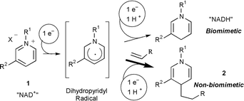 Graphical abstract: Productive trapping of NAD-type radicals. Non-biomimetic reduction of pyridinium salts