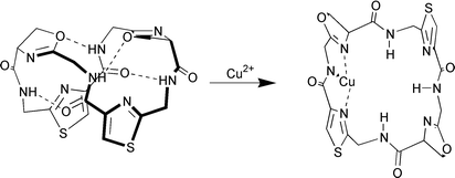 Graphical abstract: Conformational change in the thiazole and oxazoline containing cyclic octapeptides, the patellamides. Part 1. Cu2+ and Zn2+ induced conformational change