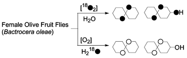 Graphical abstract: Sex pheromone biosynthesis in the female olive fruit-fly. Double labelling from [18O2]-dioxygen into 1,7-dioxaspiro[5.5]undecane