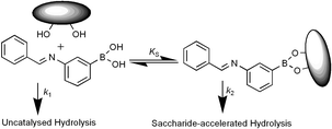 Graphical abstract: Saccharide-accelerated hydrolysis of boronic acid imines