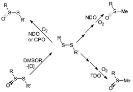 Graphical abstract: Enzyme-catalysed oxygenation and deoxygenation routes to chiral thiosulfinates