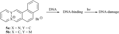 Graphical abstract: Naphthoquinolizinium derivatives as a novel platform for DNA-binding and DNA-photodamaging chromophores