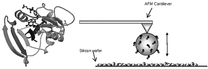 Graphical abstract: Direct measurement of drug–enzyme interactions by atomic force microscopy; dihydrofolate reductase and methotrexate