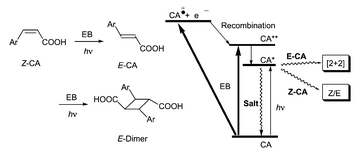 Graphical abstract: Radiation-induced reactions via the lowest excited states in cinnamic acid crystals