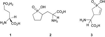 Graphical abstract: Synthesis and biological evaluation of phospholane and dihydrophosphole analogues of the glutamate receptor agonist AP4