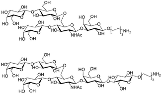 Graphical abstract: Chemoenzymic synthesis of oligosaccharide fragments of the capsular polysaccharide of Streptococcus pneumoniae type 14