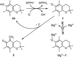 Graphical abstract: Effects of magnesium ion on kinetic stability and spin distribution of phenoxyl radical derived from a vitamin E analogue: mechanistic insight into antioxidative hydrogen-transfer reaction of vitamin E