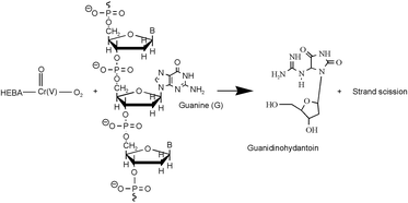 Graphical abstract: DNA oxidation by peroxo-chromium(v) species: oxidation of guanosine to guanidinohydantoin