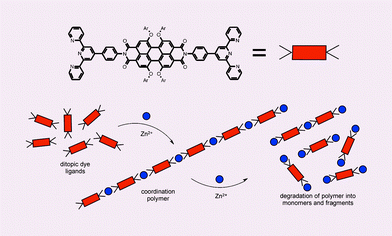 Graphical abstract: Photoluminescent supramolecular polymers: metal-ion directed polymerization of terpyridine-functionalized perylene bisimide dyes