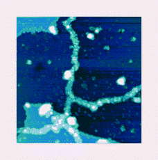 Graphical abstract: Synthesis of long Poly(dA)·Poly(dT) DNA without structural defects using enzymatic reaction; Tailored ligated Poly(dA)·Poly(dT)