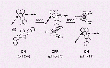 Graphical abstract: ‘On–off–on’ fluorescent indicators of pH windows based on three separated components