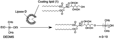 Graphical abstract: Enzymatic silicone oligomerization catalyzed by a lipid-coated lipase