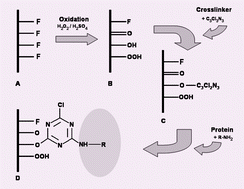 Graphical abstract: Wet chemical modification of PTFE implant surfaces with a specific cell adhesion molecule