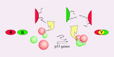 Graphical abstract: Colorimetric SNP analysis using oligonucleotide-modified nanoparticles