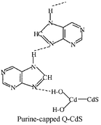 Graphical abstract: Synthesis and photophysics of purine-capped Q-CdS nanocrystallites