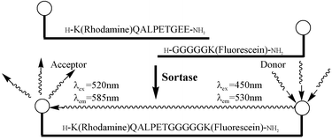 Graphical abstract: An economical and preparative orthogonal solid phase synthesis of fluorescein and rhodamine derivatized peptides: FRET substrates for the Staphylococcus aureus sortase SrtA transpeptidase reaction