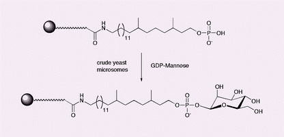 Graphical abstract: Enzymatic synthesis of β-mannosyl phosphates on solid support