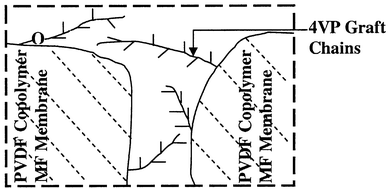 Graphical abstract: Poly(vinylidene fluoride) with grafted 4-vinylpyridine polymer side chains for pH-sensitive microfiltration membranes